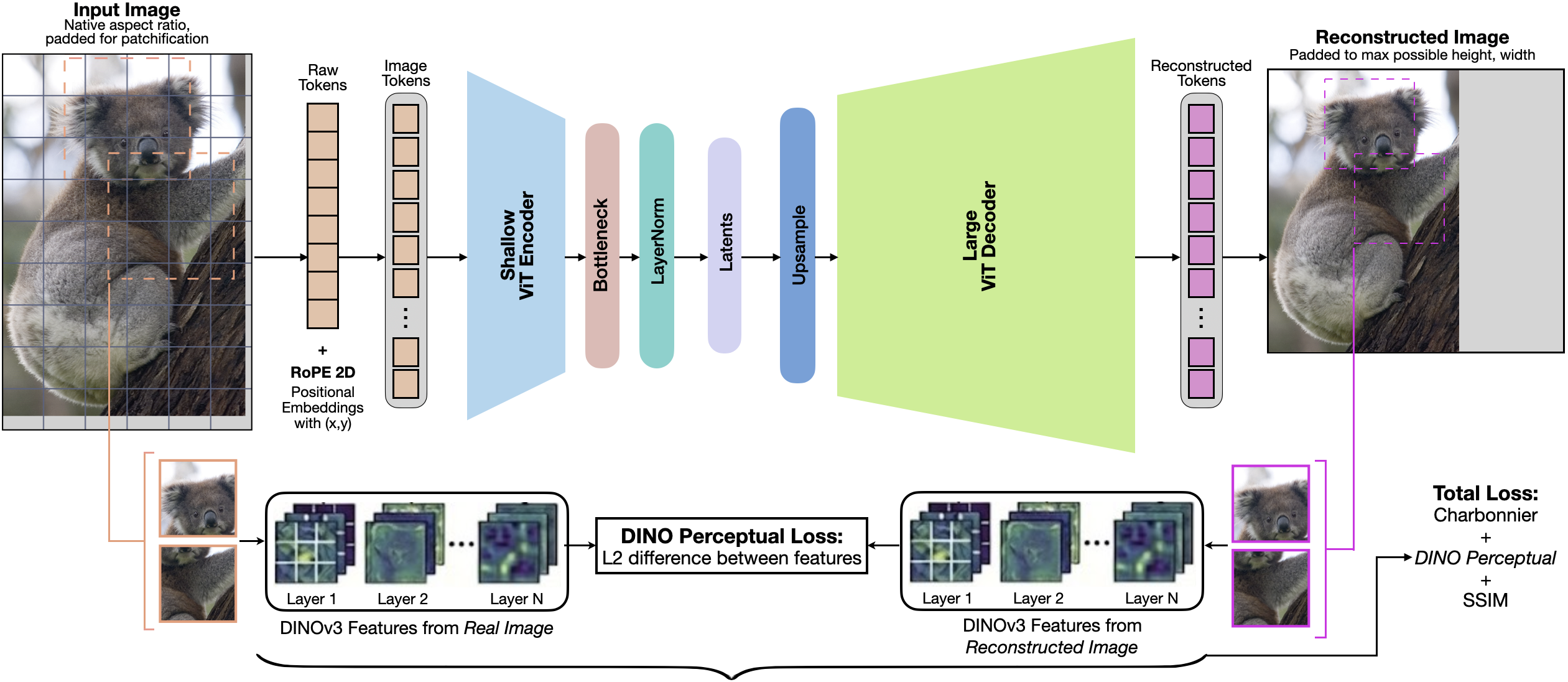 ViTok-v2 method overview: NaFlex pipeline with gray padding, 2D RoPE embeddings, asymmetric encoder-decoder, LayerNorm latent normalization, and GAN-free DINOv3 perceptual loss
